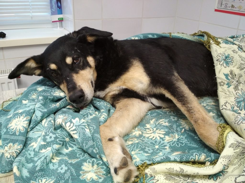 Гродненцы полностью покрыли лечение собаки, которую выбросили с четвертого этажа