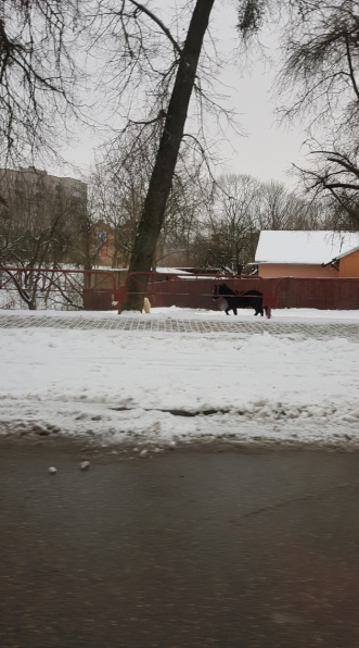 "Заставили нас побегать". Как пони Гоша и Лина гуляли в одиночестве по центру Гродно "Заставили нас побегать". Как пони Гоша и Лина гуляли в одиночестве по центру Гродно