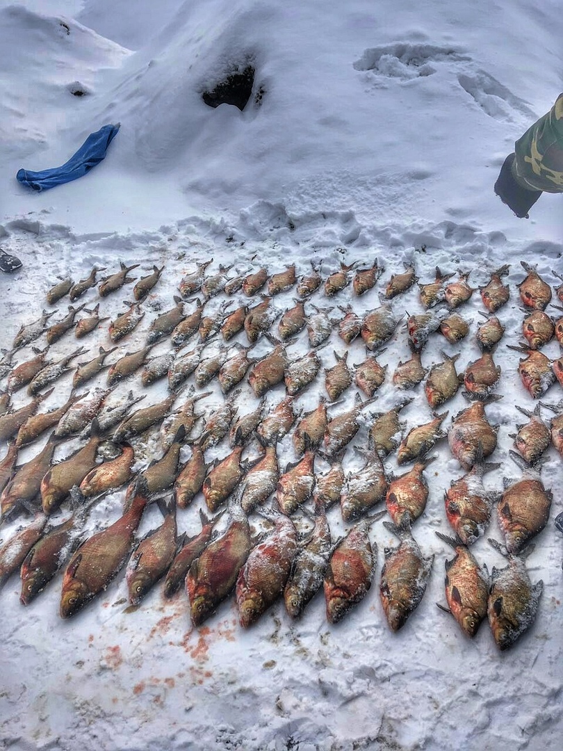Взяли с поличным: возле Гродно задержали браконьеров со 134 килограммами пойманной рыбы Взяли с поличным: возле Гродно задержали браконьеров со 134 килограммами пойманной рыбы