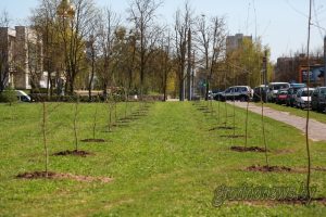 Как будут озеленять Гродно по экологической стратегии генплана города Как будут озеленять Гродно по экологической стратегии генплана города