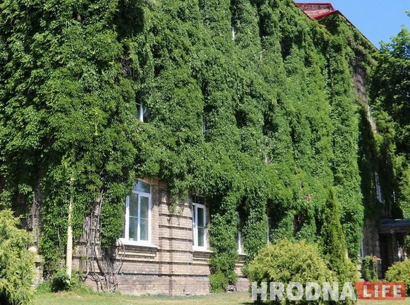 Ад по-гродненски. Как деревья могли бы спасти нас от жары, но их не хватает Ад по-гродненски. Как деревья могли бы спасти нас от жары, но их не хватает