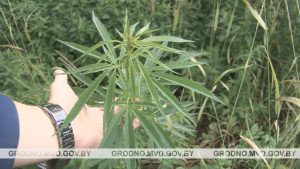 Под Гродно уничтожили конопляное поле Под Гродно уничтожили конопляное поле