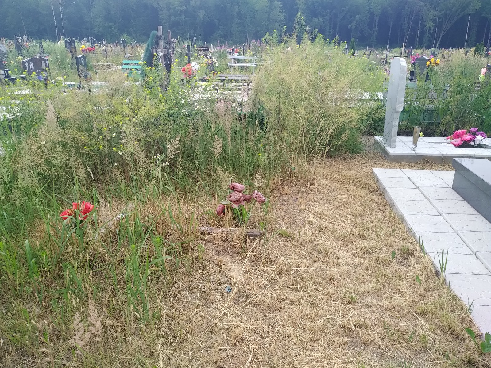 Почему не косят кладбище в Гродно? Активист спросил и вот что ответили в САХ Почему не косят кладбище в Гродно? Активист спросил и вот что ответили в САХ