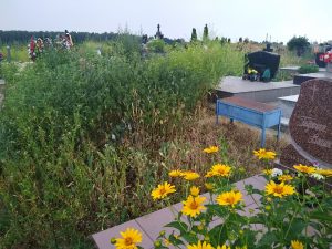 Почему не косят кладбище в Гродно? Активист спросил и вот что ответили в САХ Почему не косят кладбище в Гродно? Активист спросил и вот что ответили в САХ