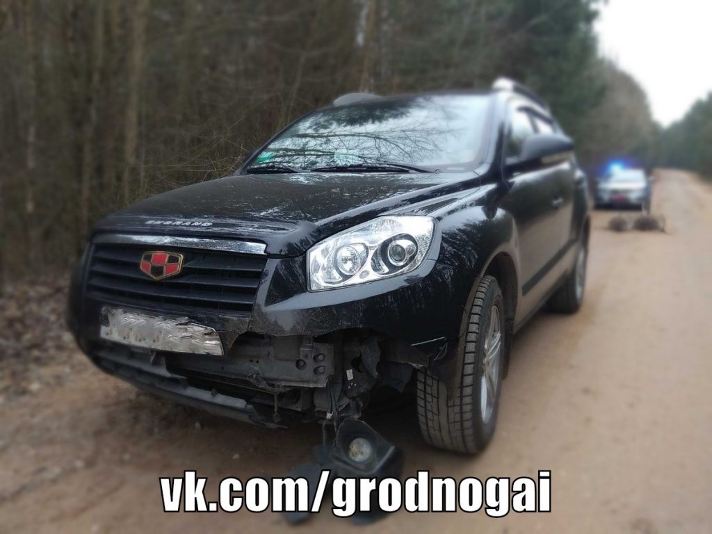 Под Гродно дикий кабан выбежал под автомобиль и стал причиной аварии
