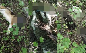 Прокуратура заставила милицию заняться трупами животных возле САХа сах трупы