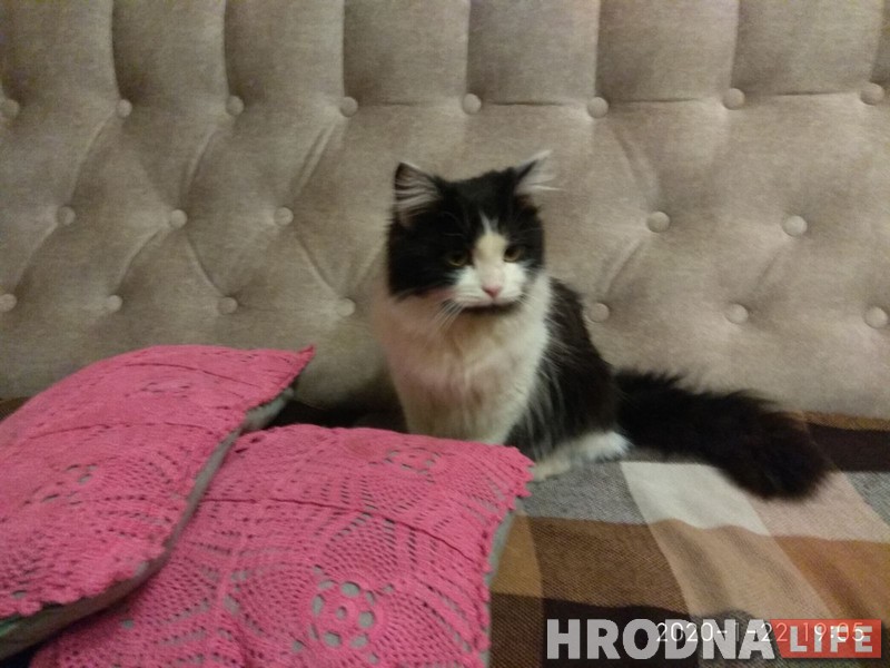 Сантэхнік і валанцёры 10 гадзін ратавалі ката. Ён праваліўся ў калодзеж закінутай цеплатрасы