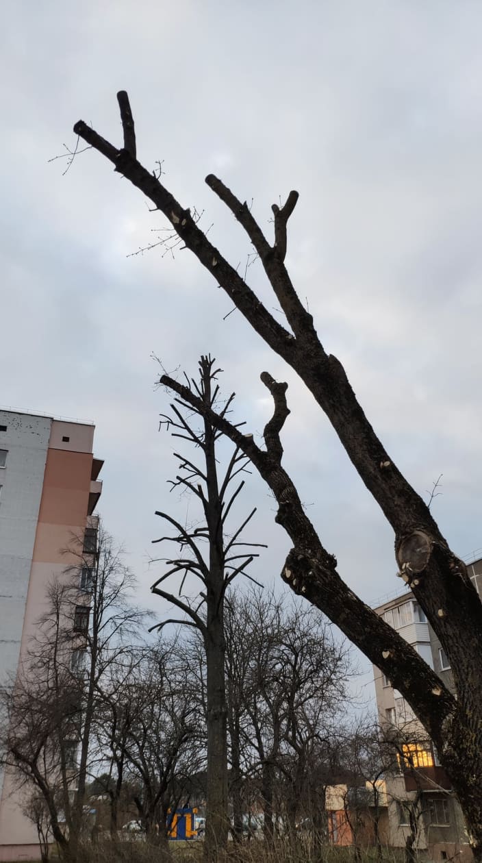 Деревья опять обрезают под ноль. Что говорят ботаники и ЖКХ? Фота: Hrodna.life