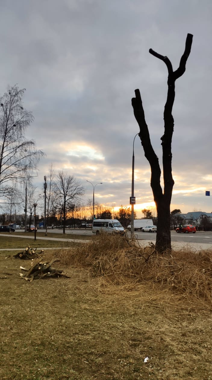 Деревья опять обрезают под ноль. Что говорят ботаники и ЖКХ? Фота: Hrodna.life