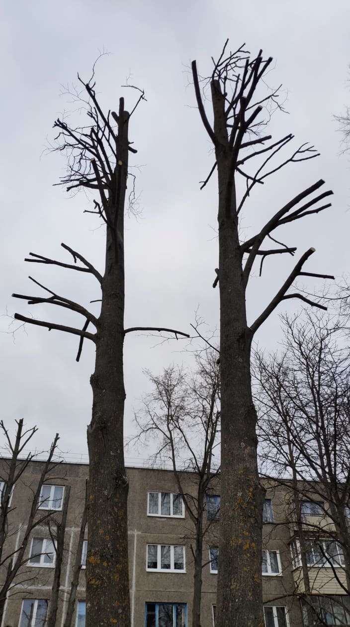 Деревья опять обрезают под ноль. Что говорят ботаники и ЖКХ? Фота: Hrodna.life