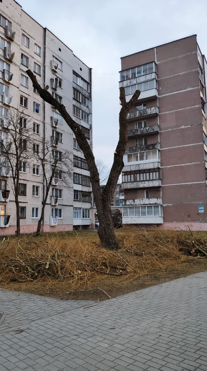 Деревья опять обрезают под ноль. Что говорят ботаники и ЖКХ? Фота: Hrodna.life