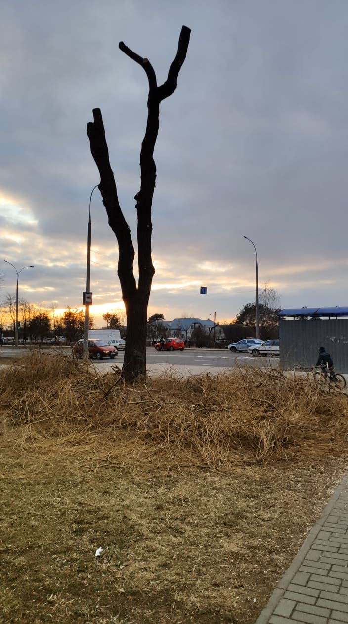 Деревья опять обрезают под ноль. Что говорят ботаники и ЖКХ? Фота: Hrodna.life