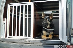 С отдельными кабинетами и служебным автомобилем. Как живут и работают собаки Гродненской таможни Собаки на границе.