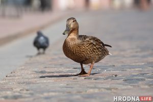 Милота дня: на Советской снова разгуливают утки Милота дня: на Советской снова разгуливают утки
