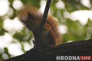 Зачем белкам забор, а колясочникам - пандусы. Коммунальники то слышат Юлию Коледу, то не слышат, а она все равно пишет Зачем белкам забор, а колясочникам - пандусы. Коммунальники то слышат Юлию Коледу, то не слышат, а она все равно пишет