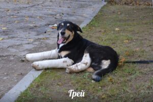 Путешествия Грея: как собака выпала из окна в Гродно и готовится переехать в США Путешествия Грея: как собака выпала из окна в Гродно и готовится переехать в США