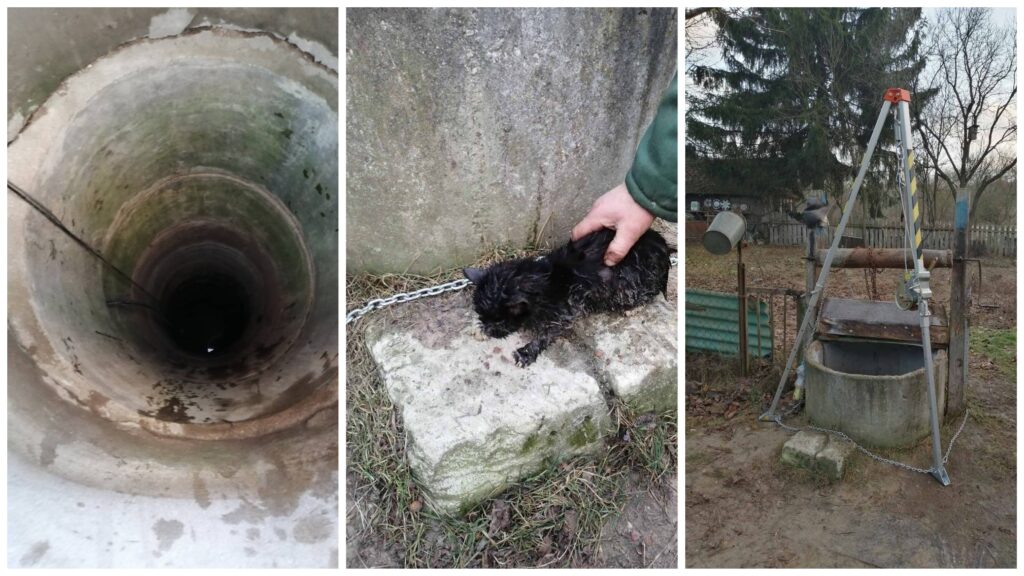 Спасатели достали из глубокого колодца бездомного котенка в Гродненской области Спасатели достали из глубокого колодца бездомного котенка в Гродненской области