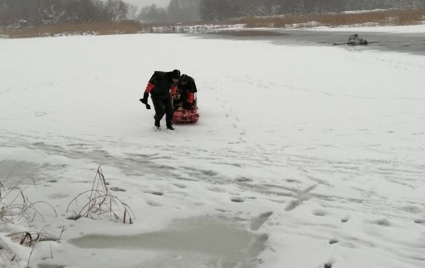 На “Юбилейном” собака гналась за зайцем и провалилась под лет: ее спасли водолазы