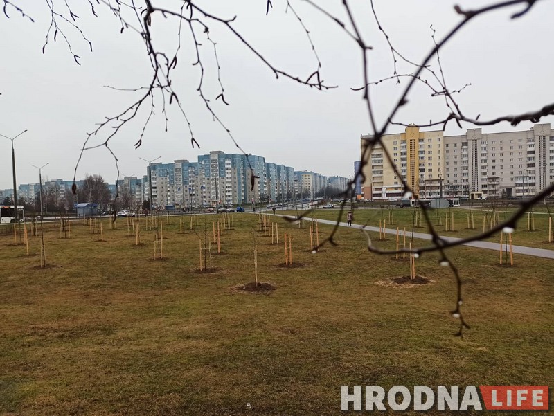 Говорят:  “деревья”, а сажают “прутики”. Почему Гродно до сих пор не утопает в парках, и зачем нам схема озеленения