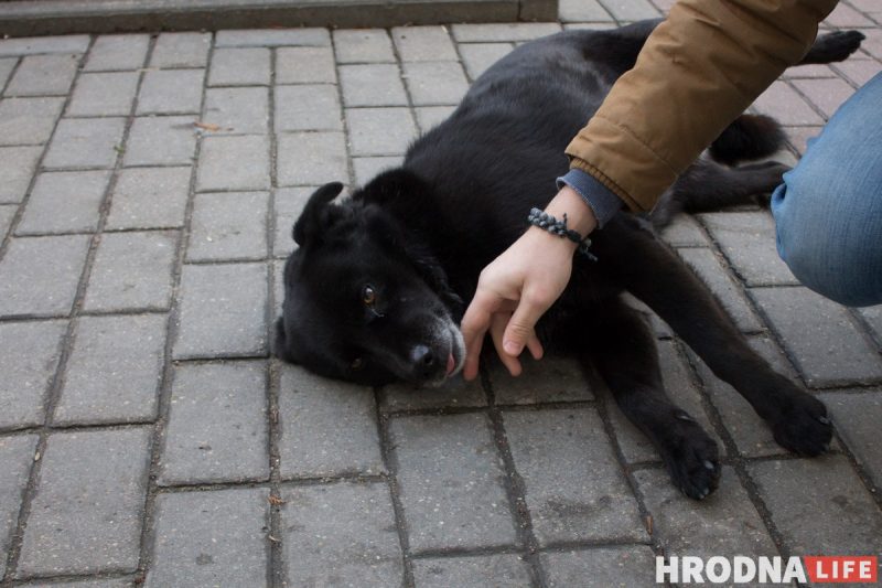 “У него нет дома, но есть инстаграм”. Бездомный пес Барон из Гродно рассказывает о своей жизни в соцсетях