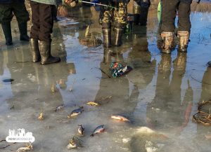В Беларуси запретят ловить рыбу в зимовальных ямах. Но только со следующего сезона В Беларуси запретят ловить рыбу в зимовальных ямах. Но только со следующего сезона
