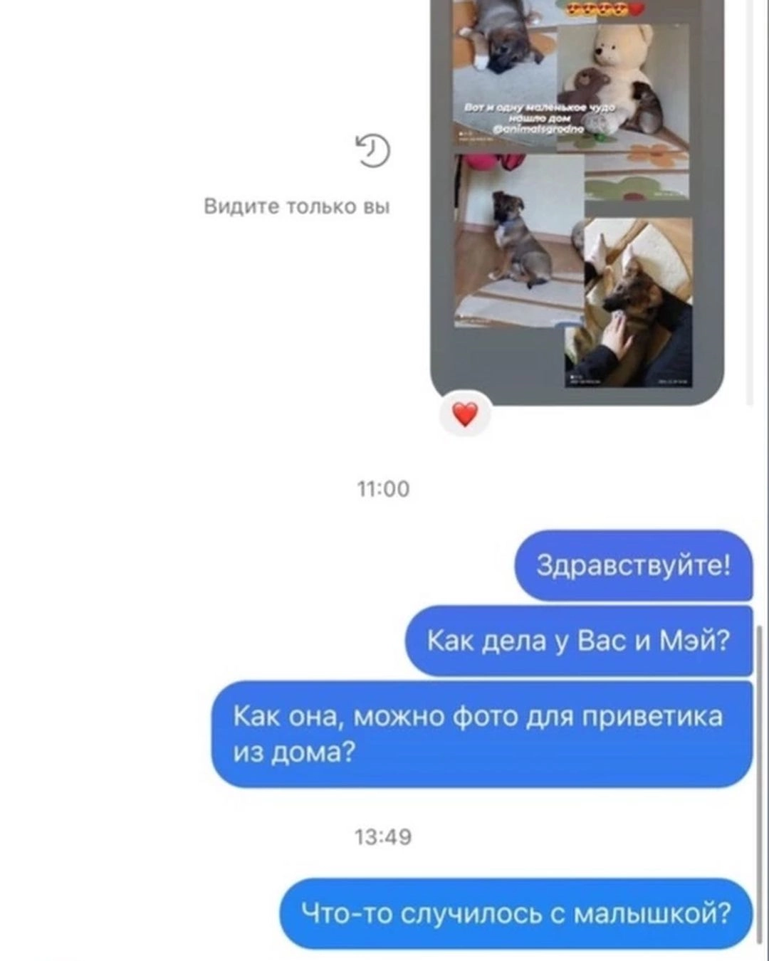 "Она врала изначально”. Гродненские зоозащитники просят прокуратуру продолжить расследование убийства щенка