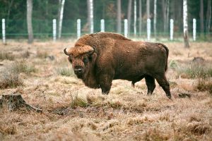 Переселить - сложно, охота - непопулярна. В "Озерах" рассказали, почему пустили зубров на колбасу
