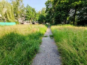 Некому косить? В спальных районах Гродно трава уже выросла выше метра, ЖЭС советует обращаться в исполком Некому косить? В спальных районах Гродно трава уже выросла выше метра, ЖЭС советует обращаться в исполком