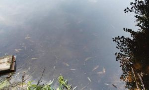 В Малой Берестовице - массовая гибель рыбы. Туда попали сточные воды из канализации Мор рыбы в Берестовице. Фото: "Гродненская правда"