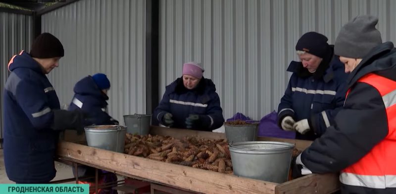 Зіма - час збору ўраджаю. Як у Гродзенскай вобласці вырошчваюць шышкі для ўсёй Беларусі
