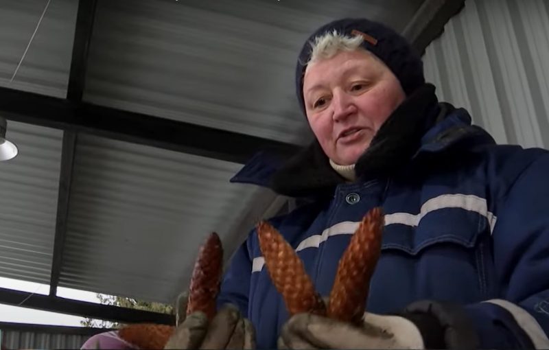 Зіма - час збору ўраджаю. Як у Гродзенскай вобласці вырошчваюць шышкі для ўсёй Беларусі