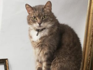 В Гродненской галерее Тизенгауза умерла кошка Соня - один из символов галереи Котка Соня з галерэі Тызненгаўза