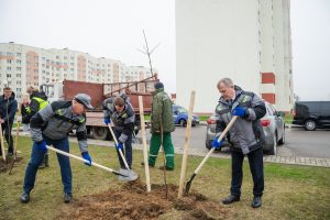В Гродно высадят 1000 деревьев для компенсации уничтоженных Посадки деревьев в Гродно