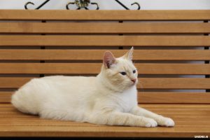 Котокафе