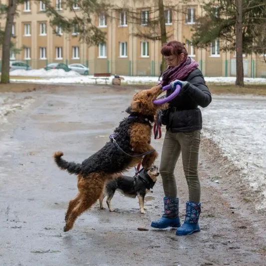 Зоопсихолог Екатерина Кастрицкая и ее собаки. Фото instagram.com/else_by