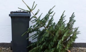 Стало известно, куда и когда можно выбрасывать новогодние елки в Гродно Стало известно, куда и когда можно выбрасывать новогодние елки в Гродно
