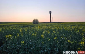 Под Гродно уничтожили конопляное поле
