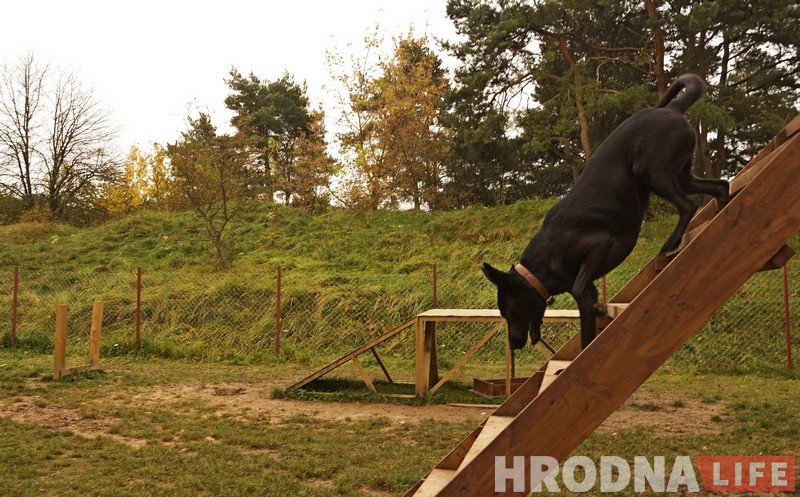 В Гродно появится больше площадок для выгула собак Площадка для выгула собак в Гродно. Иллюстративное фото. Архив Hrodna.life