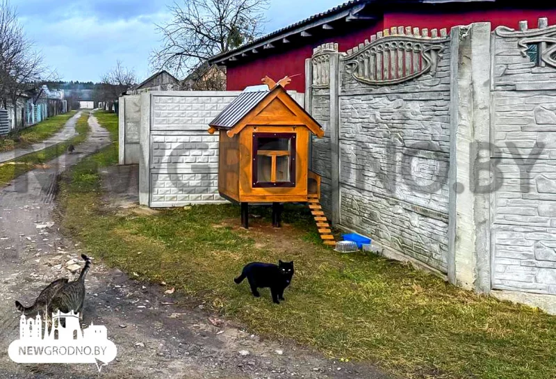 Пад Гроднам пабудавалі домік для бяздомных катоў – ён падобны да драўлянай хаткі