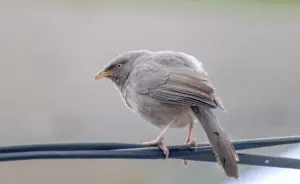 Птица.