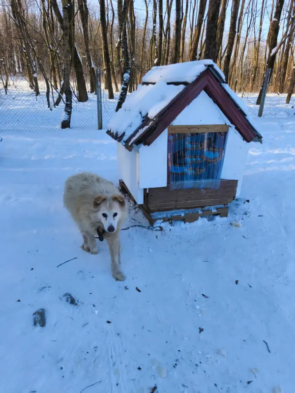 В Гродненском САХе утеплили будки — они помогут собакам пережить морозы