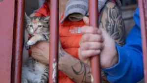 коты в тюрьме