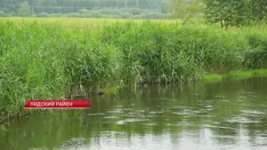 На Дитве в Лидском районе зафиксировали превышение концентраций. Виновных привлекли Загрязненная река Дитва. Фото: СТВ