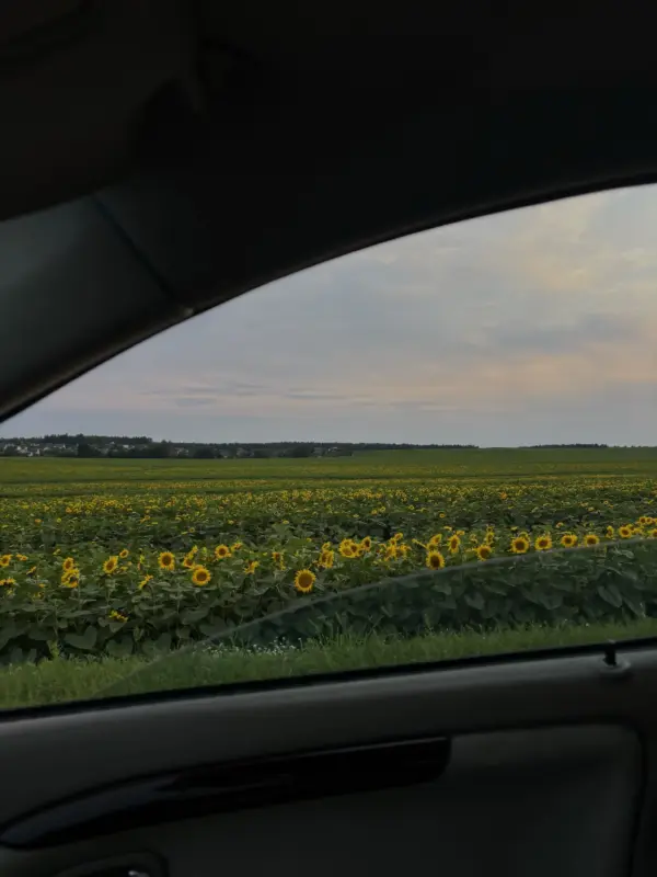 Пад Гроднам заквітнелі сланечнікі. Як правесці фотасесію, каб не атрымаць штраф?