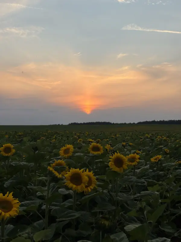 Пад Гроднам заквітнелі сланечнікі. Як правесці фотасесію, каб не атрымаць штраф?
