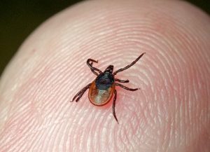 Апрацоўку супраць кляўшчоў правядуць у лесапаркавых зонах Гродна