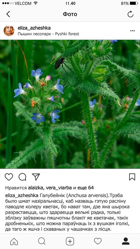 Ажэшка посціла б кветачкі, Цётка - акцыі пратэстаў. Беларускія літаратаркі мінулых стагоддзяў "завялі" Instagram Ажэшка посціла б кветачкі, Цётка - акцыі пратэстаў. Беларускія літаратаркі мінулых стагоддзяў "завялі" Instagram
