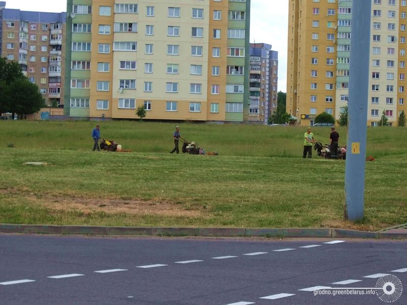 Чаму ў горадзе дрэнна расце трава і навошта яе абавязкова трэба захоўваць