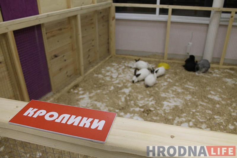 Пяцізоркавая гасцініца ці пакуты? У Гродне адчыніўся кантактны заапарк: разбіраем за і супраць Пяцізоркавая гасцініца ці пакуты? У Гродне адчыніўся кантактны заапарк: разбіраем за і супраць