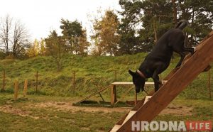 Пляцоўка для выгулу сабак у Гродне. Ілюстрацыйнае фота. Архіў Hrodna.life
